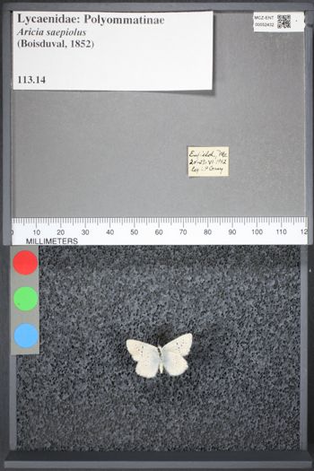 Media type: image;   Entomology 52432